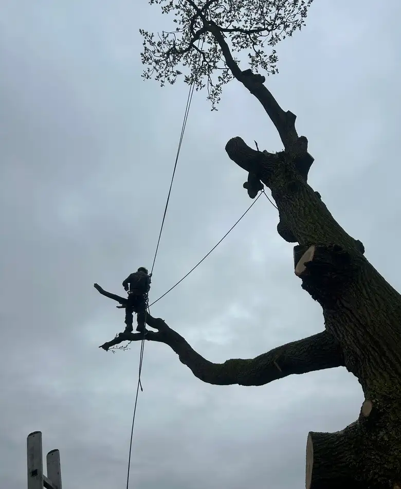 Expert Tree Surgery to Keep Your Trees Healthy and Tidy